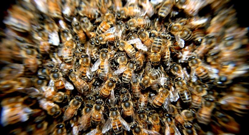 Szívszorító hőstett: feláldozta magát a férj, hogy mentse felesége életét
