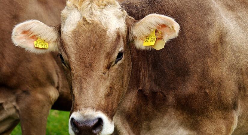 Megjelent Európában a bőrcsomósodáskór