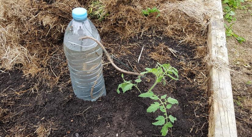 Ezzel a locsolási módszerrel tudod a legtöbb vizet megtakarítani