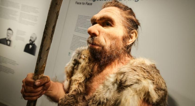 Így működött a neandervölgyiek ősi zsírgyára