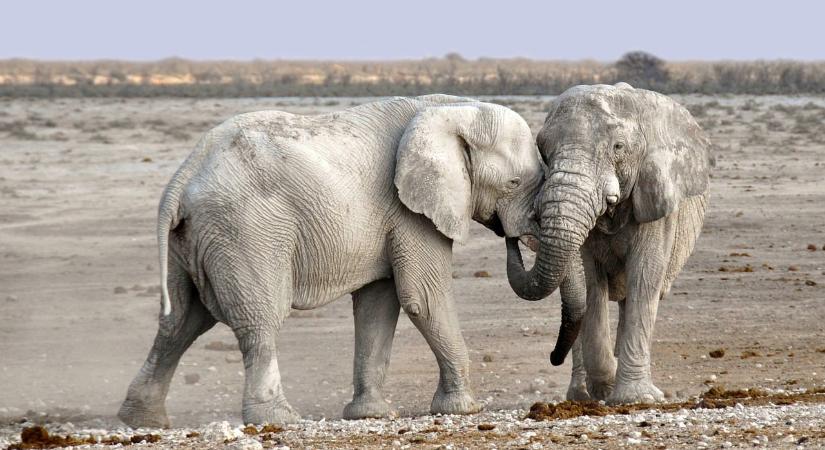 Halálos elefánttámadás Zambiában – két idős nőre rontott a kicsinyét védő vadállat szafari közben