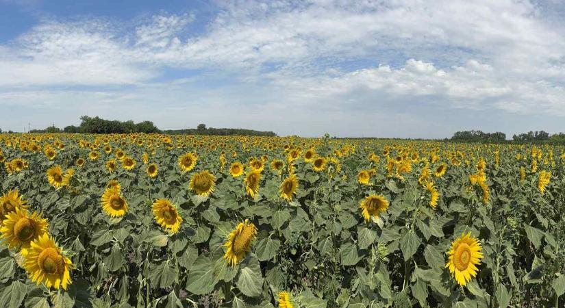 Napba néző szépségek a 63-as főút mentén! (Videó)