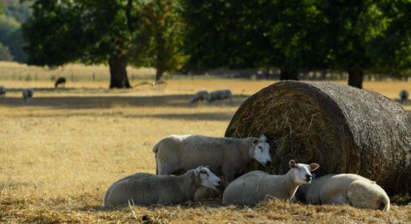 Kánikula a gazdaságban: így élhetik túl az állataid és növényeid