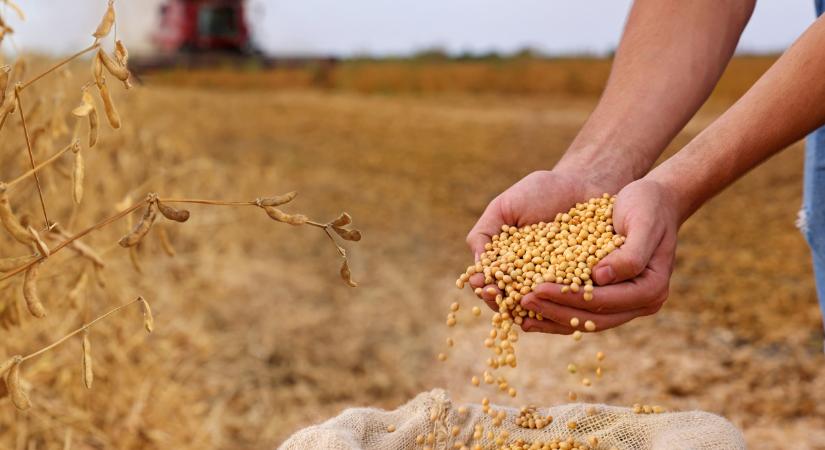 Jöhet a GMO: engedélyt kapott egy módosított szója