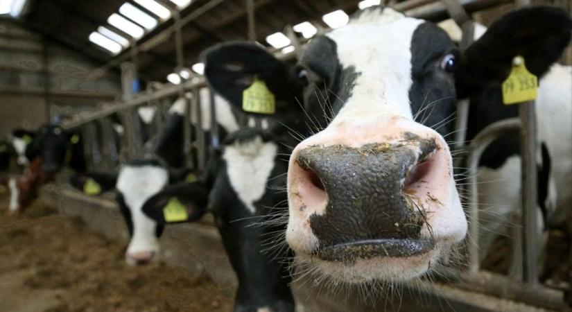 Veszteségessé válhat a tejtermelés Szerbiában - árrésstopot követelnek a gazdák