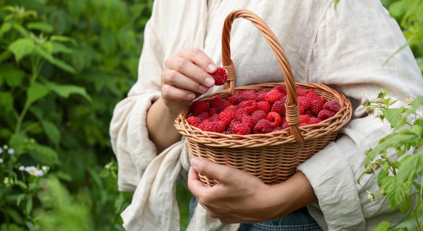 Mire figyelj, ha málnát szedsz? Útmutató a legjobb szüret érdekében