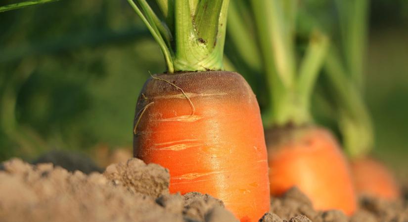 Németországban egyre több a bio sárgarépa