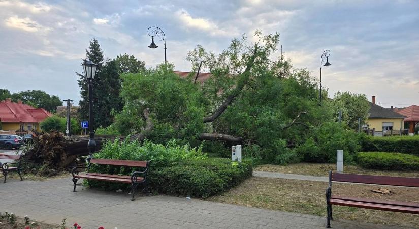 A szélvihar kidöntötte a hajdú-bihari település ikonikus fáját! - fotókkal