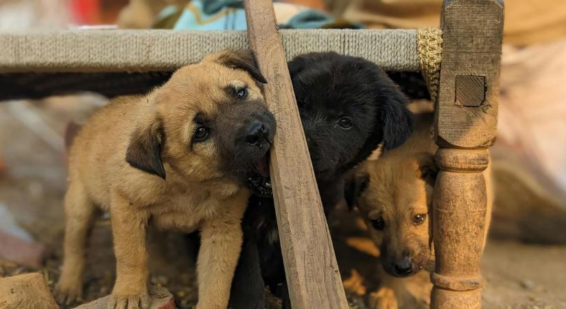 Kivégezte majd a kukába dobta a kölyökkutyákat a kegyetlen férfi