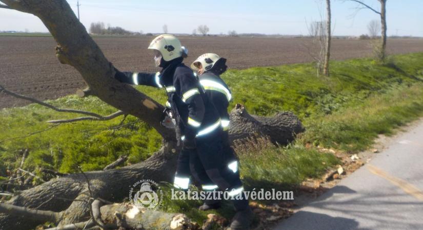 Vihar: kidőlt fák szerte Hajdú-Biharban