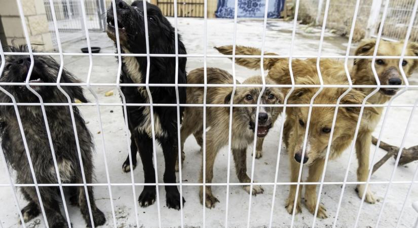 Kutyákkal nőtt fel: elhanyagolta az anyja, csak ugatni tud a kisfiú - Fotók