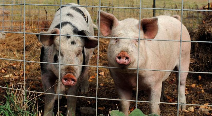 Újabb ASP-esetek: nő a fertőzés kockázata a déli határnál
