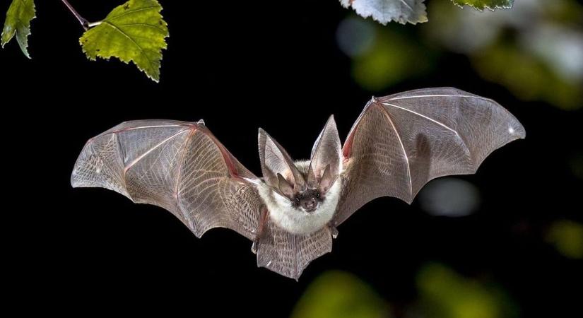 Ezúttal talán még Batman is tiszteletét teszi