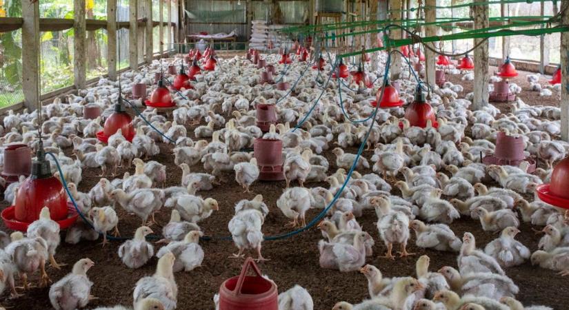 40 ezer baromfi egy helyen? Terjednek az amerikai mintájú állattartó óriástelepek