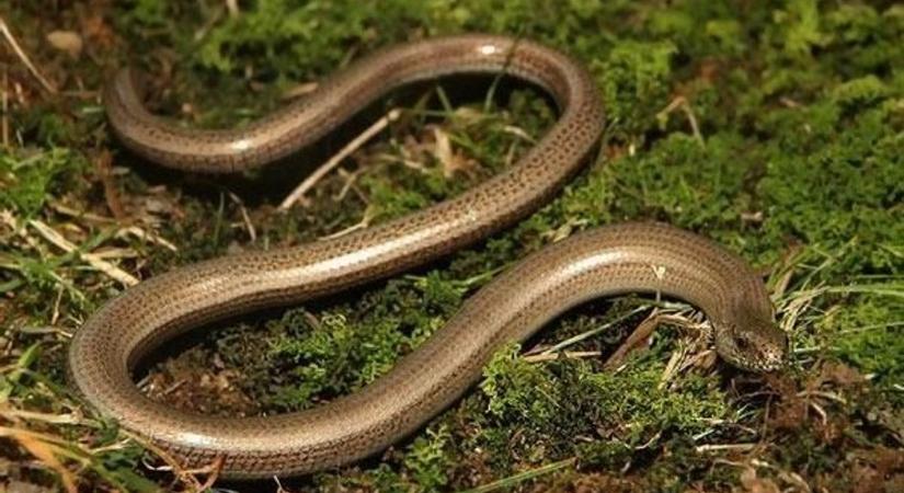 Ez a félelmetes "kígyó" a te kertedben is ott lapulhat - de el sem hiszed, milyen hasznos lehet