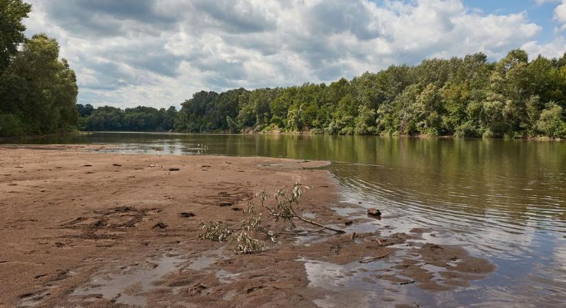Negatív rekordot döntött a Tisza vízállása, hatalmas veszélyben a kukorica és a napraforgó