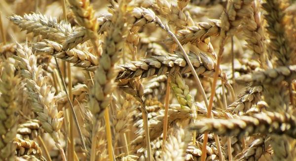 A V4 agrárkamarái határozott lépéseket kérnek az Európai Bizottságtól az uniós termelők és fogyasztók érdekében