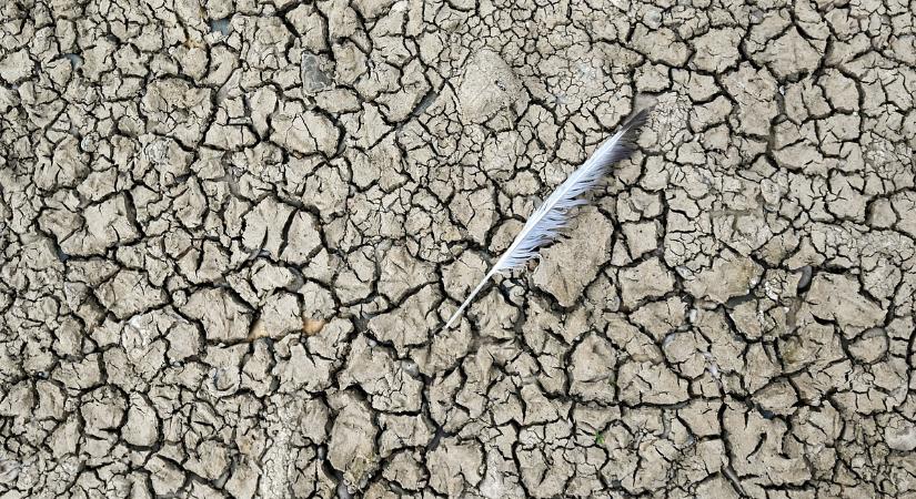 Tombol az aszály az országban, a Balaton harmadát öntözhetik el a gazdák