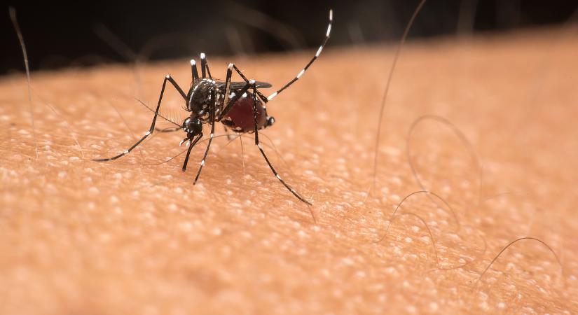 Megérkeztek a veszélyes szúnyogok: őshonossá válhat több pusztító kórság is