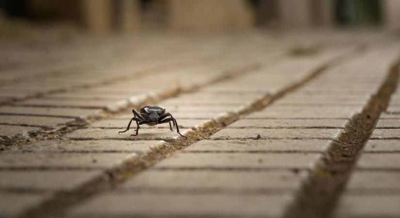 Furcsa állatok tűntek fel Szolnokon, egy szemtanú szerint apró résekből bukkantak elő