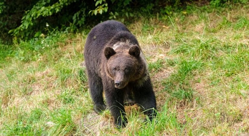 Mi okozta a Transzfogarason a medvetámadást? - Hiába a figyelmeztetés...