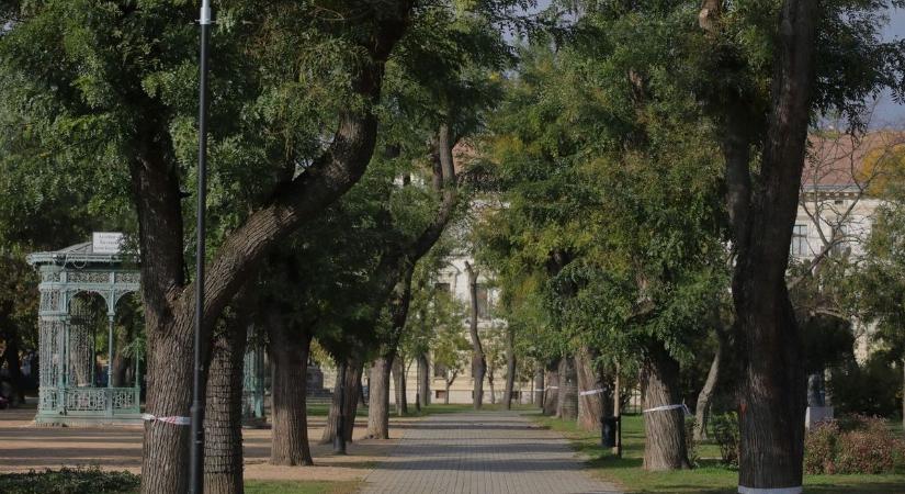 Hét fehérvári famatuzsálem vált védetté – ezeket a példányokat óvja mostantól jobban a város