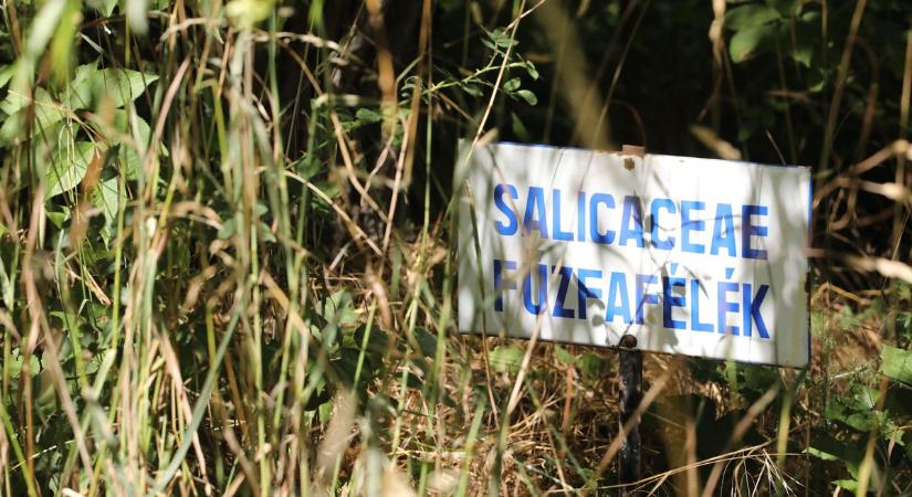 Újjászületik a botanikus kert – zöld csoda Keszthelyen (galéria)