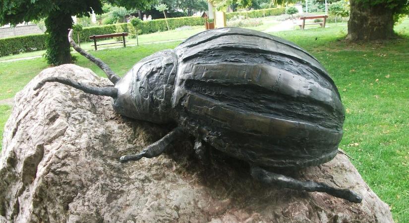 Támad a krumplibogár! Így védekezhetünk ellene!