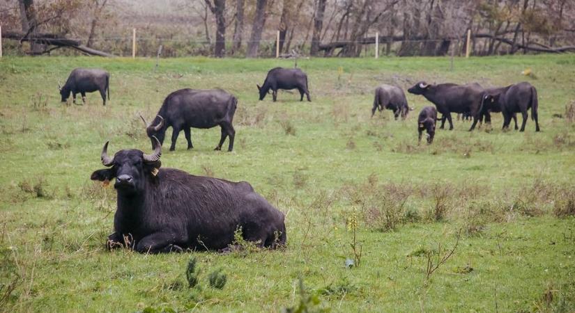 Élőhely-rekonstrukció a Kis-Balatonnál