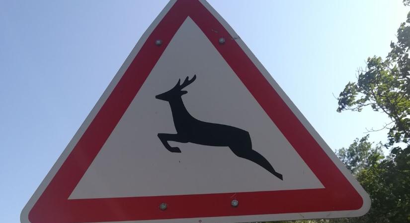Vigyázat, vadveszély Fejér vármegyében!