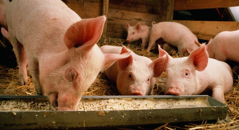 Ismét felütötte a fejét a sertéspestis: figyelmeztetik a magyar állattartókat