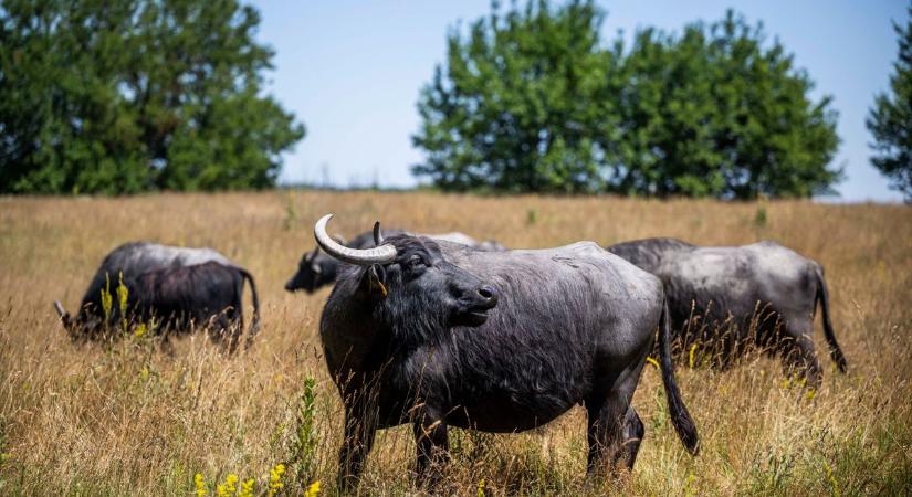 Kis-Balaton: jelentős fejlesztések indulnak, itt legelnek a bivalyok