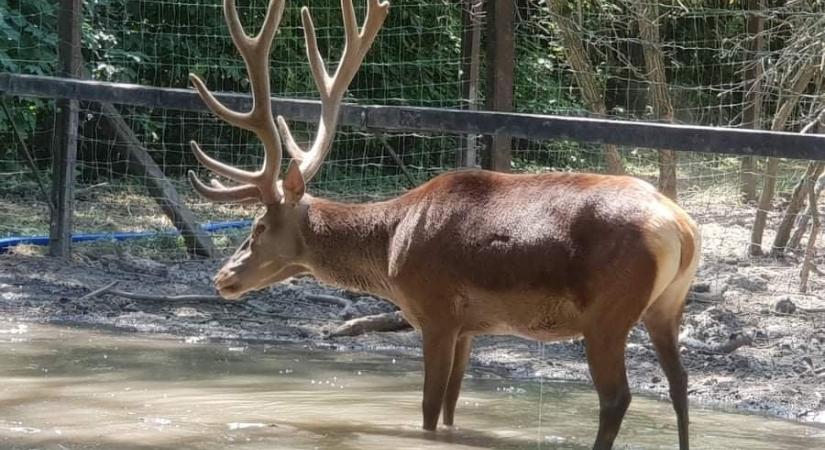 Így hűsölnek a nyári kánikulában a Körösvölgyi Állatpark lakói
