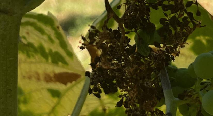 Kertészeti növényvédelmi előrejelzés: forróság, perzselés, kártevők