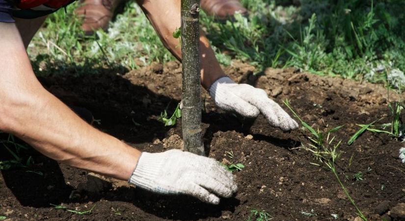 Ez a növény rengeteg kertben ott van, sokan nem is sejtik, hogy akár 100 ezres bírság is járhat érte