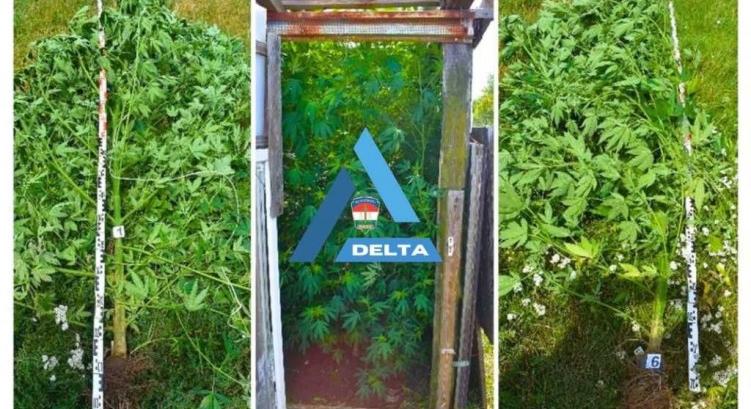 Háza melléképületében termesztette a drogot