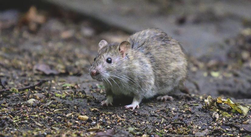 Súlyos veszély leselkedik Egerre - a társasházak hanyagsága miatt elszaporodnak a rágcsálók