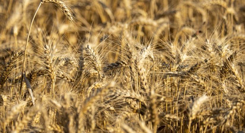 Gabonamezők, tarlók, munkagépek égtek szerte az országban