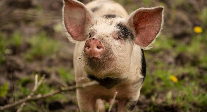 Továbbra is kockázatot jelent a horvátországi afrikai sertéspestis járványhelyzet