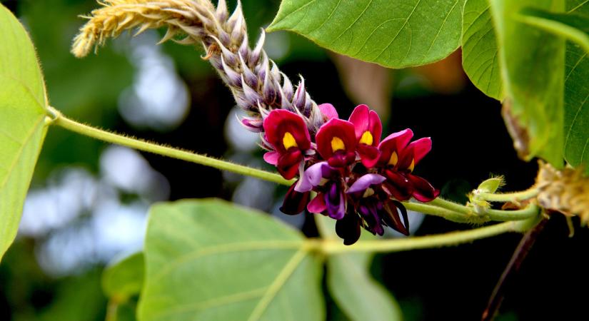 Invazív növények: kudzu, a japán fojtóbab