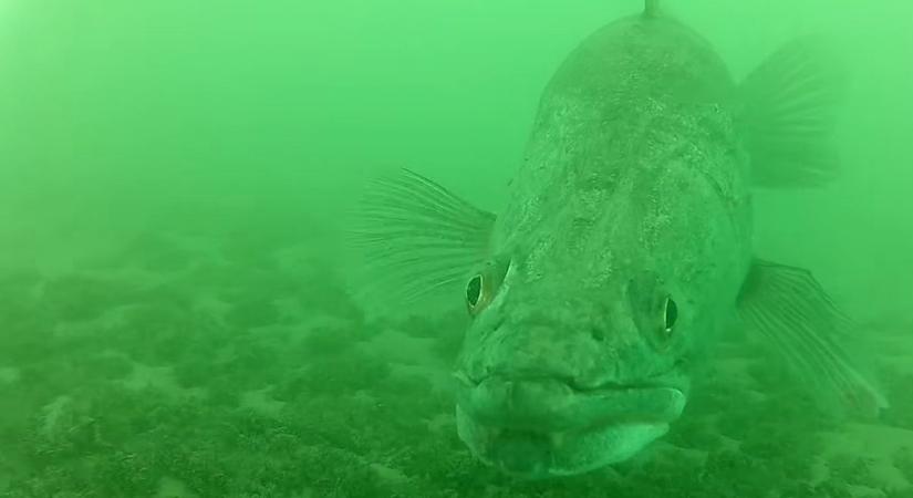 Új szabály lépett érvénybe a Balatonnál, nagyon kell figyelni a nyáron