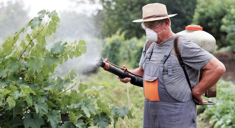 A lisztharmat megjelenése a szőlőbogyókon várható napokon belül