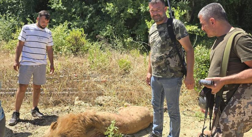 Elszabadult oroszlán támadt rá egy állatkerti dolgozóra a törökországi Antalyaban