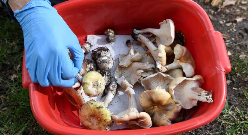 Mérgező gombából főzte az ebédet, megölte az egész családját