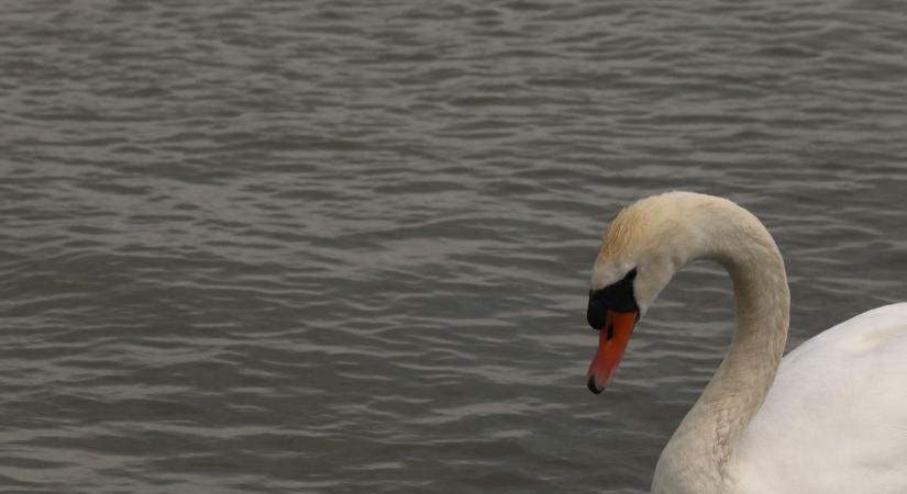 Halálos kenyérdarabok – ezért ne etesse a vízimadarakat soha többé!
