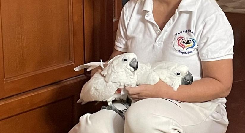 4 és fél millió forint mínusszal zárta a tavalyi évet a győri Papagájmentő Alapítvány