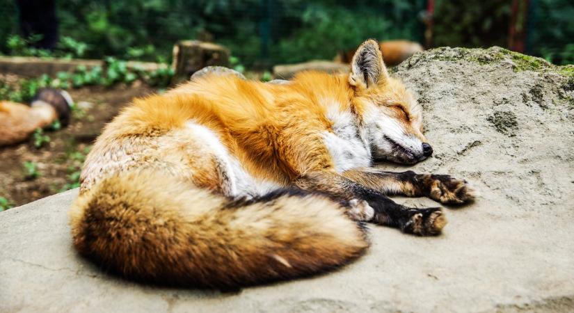 Mérföldkőhöz érkezett a FoxPost és a Packeta integrációja