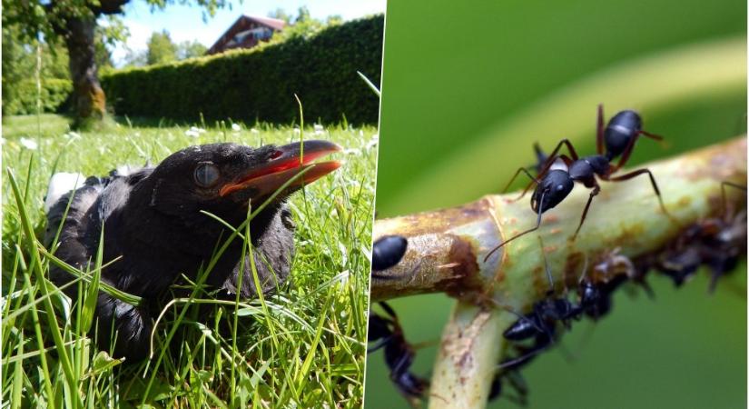 Állati gyógyítók – Amikor a természet írja fel a receptet