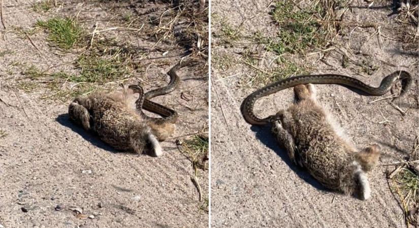 Videón, amint méretes nyulat terít le egy keresztes vipera
