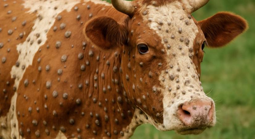 Megjelent Európában a bőrcsomósodáskór